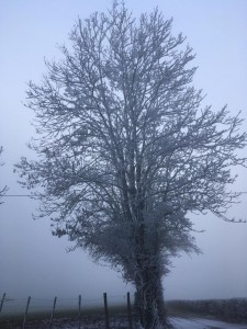 árvore no nevoeiro da frança