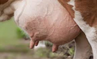 Vacas que produzem mais leite estão propensas a doenças que provocam edemas e infecções mamárias