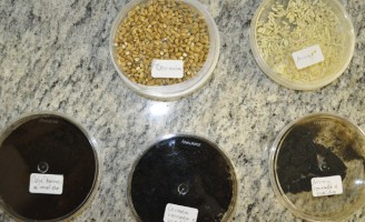 Novas técnicas ajudam a identificar misturas na preparação do café moído