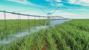 Irrigação cana - pivô 2
