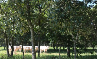 Como combater o ataque da mosca-dos-chifres de um jeito simples