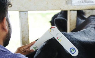 Um método simples de avaliação corporal permite aumentar a taxa de prenhez em vacas