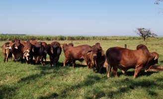 Cresce no Brasil o interesse dos pecuaristas para amplia os rebanhos da raça Brahman vermelha