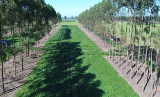 Pesquisa confirma que sombras de árvores interferem na produção das lavouras mas manejo pode ser adequado