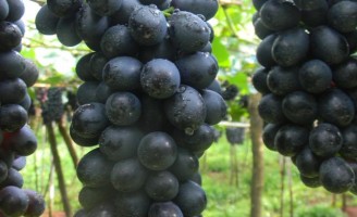 O produtor de uva ganhou aumento de 11,96% pelo quilo do produto