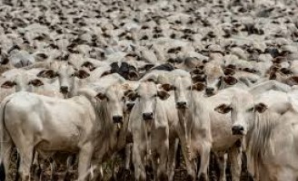 Balanço do PIB aponta para forte contribuição dos municípios do agronegócio
