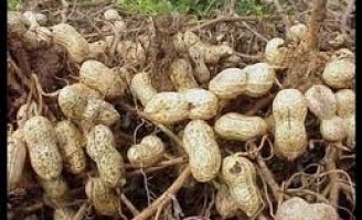 Como o produtor pode proteger as plantações de amendoim do ataque de pragas