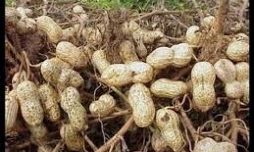 <h2><a href="https://nordesterural.com.br/como-o-produtor-pode-proteger-as-plantacoes-de-amendoim-do-ataque-de-pragas/">Como o produtor pode proteger as planta&ccedil;&otilde;es de amendoim do ataque de pragas</a></h2>O carv&atilde;o de amendoim, &eacute; uma doen&ccedil;a causada pelo fungo Thecaphora frezii, pat&oacute;geno que ataca as vagens, produzindo uma massa negra de esporos em substitui&ccedil;&atilde;o aos gr&atilde;os. Conforme Dartanh&atilde; Soares,