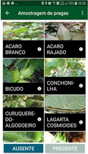 aplicativo do algodão