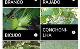 Agricultor vai poder controlar plantação de algodão através de um aplicativo no smartphone
