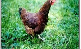 Aproveitamento de resíduos da propriedade para alimentação de aves coloniais