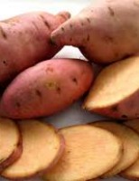 A batata-doce pode ser um bom complemento alimentar para as aves