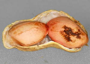 carvão de amendoim