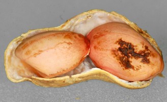 Produção brasileira de amendoim em alerta para prevenir o ataque da doença do carvão