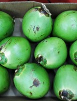 Película biodegradável dá mais durabilidade e mantêm qualidade do coco brasileiro no exterior