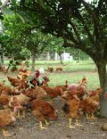 A pequena propriedade rural pode aumentar a renda explorando mais pequenas criações de galinhas