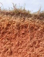 A importância do fósforo para os solos na agricultura