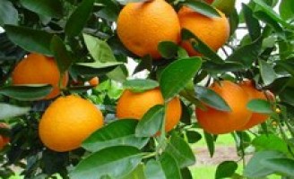 Caem as exportações brasileiras de citrus