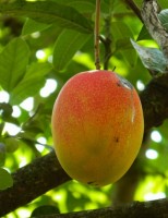 Orientações para o cultivo da manga rosa