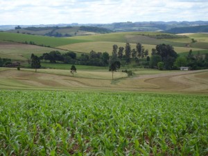 paisagem rural 1