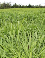 As condições climáticas determinam a hora de se fazer adubação nitrogenada da pastagem