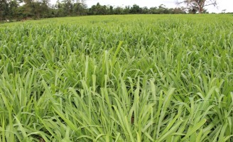 As condições climáticas determinam a hora de se fazer adubação nitrogenada da pastagem