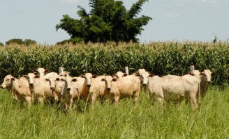 Produtores rurais ganham mais quando adotam o sistema integrado pecuária e agricultura