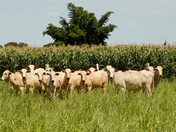Produtores rurais ganham mais quando adotam o sistema integrado pecuária e agricultura