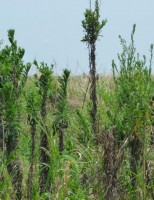 Como lidar com a resistência de plantas daninhas na cultura da soja