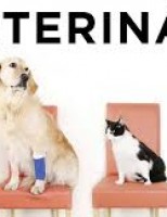 Agora é obrigatória a contração de um médico veterinário nas lojas comerciais de animais vivos, em Pernambuco