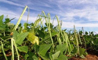 Fixação biológica de nitrogênio duplica a produção de feijão-de-corda no Nordeste