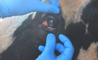 Observação dos olhos pode ajudar a identificar o tumor maligno em bovinos