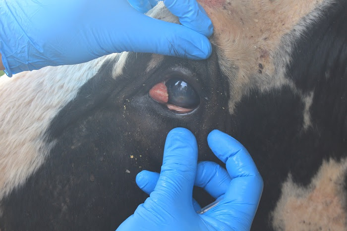 Observação dos olhos pode ajudar a identificar o tumor maligno em bovinos