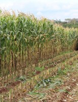 O custo alto da silagem de milho exige que o produtor rural faça um bom planejamento