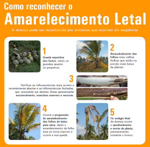 amarelecimento do coqueiro - livro