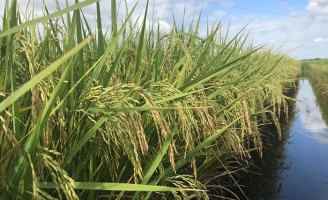 Uma semente de arroz que exige menos água para produzir
