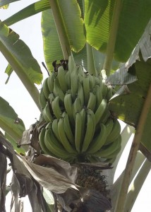 banana da terra