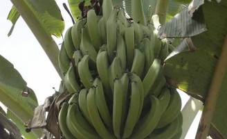 Você sabe o que é plátano? No Brasil já existem duas variedades registradas oficialmente