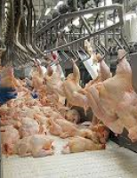 Frigorífico recolhe toneladas de carne de frango sob suspeita de contaminação por bactérias