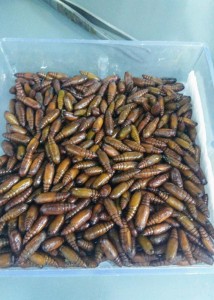 largatas
