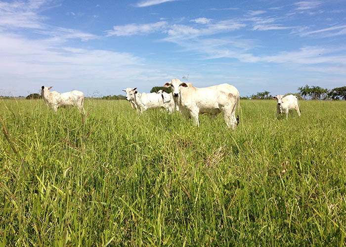 Solos de pouca fertilidade ganham nova leguminosa que recupera pastagens e engorda o gado