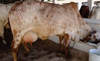 Um manejo para evitar o uso de antibióticos nas vacas no período seco