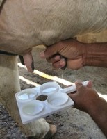 Pesquisadores apontam fatores de risco para infecções de mastite em vacas leiteiras