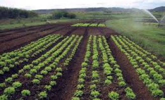Cadeia produtiva do agronegócio brasileiro revela otimismo