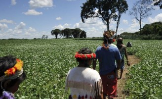 Índios brasileiros fazem uma grande plantação de 18 mil hectares de grãos