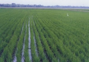 pllantação de arroz