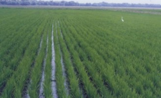 Para o agricultor conhecer a história das sementes de arroz no Brasil e no mundo