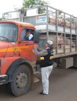 Ministério da Agricultura quer mais rigor na fiscalização do transporte de cargas de animais vivos