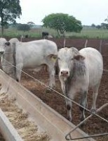 Aditivos tamponantes podem aumentar a eficiência produtiva dos animais