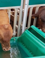 Eficiência alimentar para bovinos de corte e equilíbrio no consumo de água